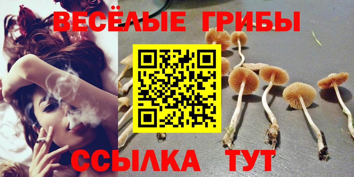 Псилоцибиновые грибы Psilocybe  Псилоцибиновые грибы прущие грибы  Балашиха  Вход с VPN 